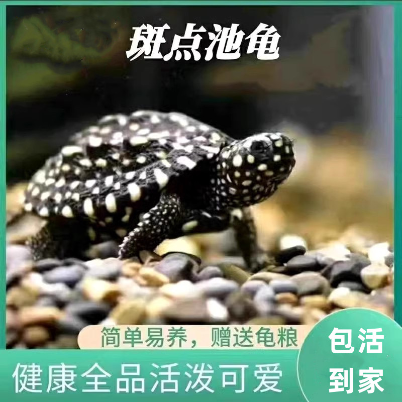 正宗斑点龟满天星龟黑池龟星点龟深水龟鱼缸混养吃粪龟宠物龟活体