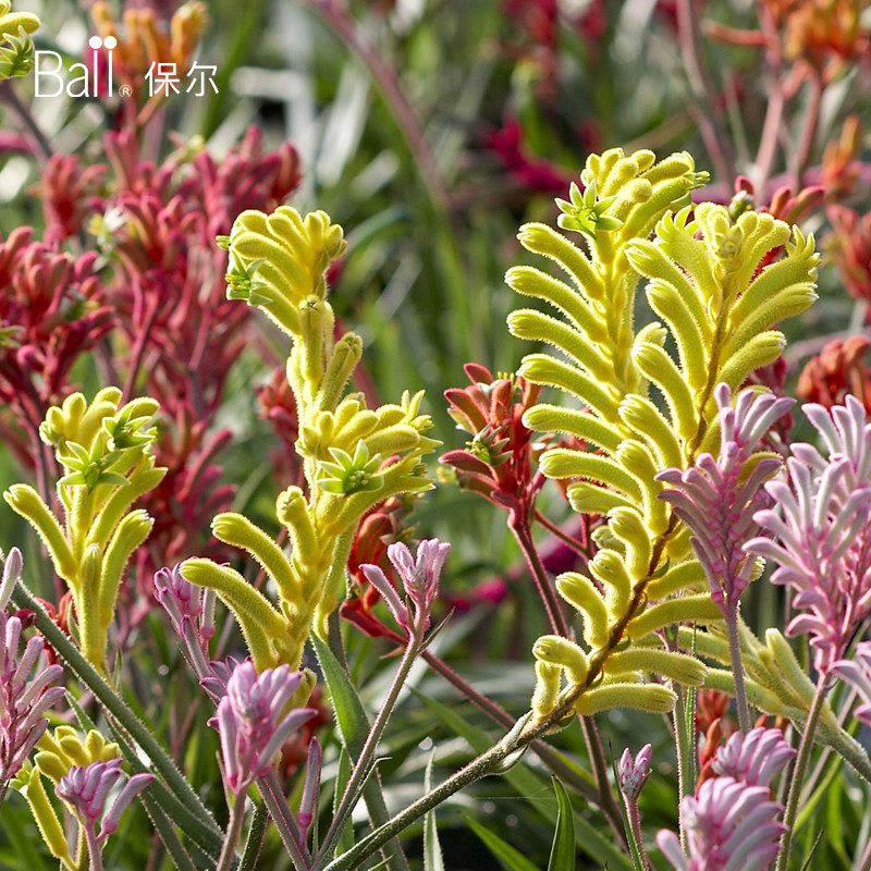 ball保尔园艺澳洲袋鼠爪兰盆栽庭院阳台多年生独特植物珍贵花卉