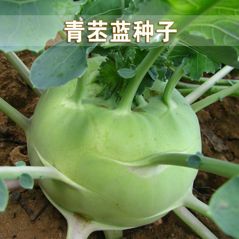 高产青苤兰种子紫苤蓝种籽菜籽蔬菜孑芥兰头芥蓝球水果甘蓝籽种