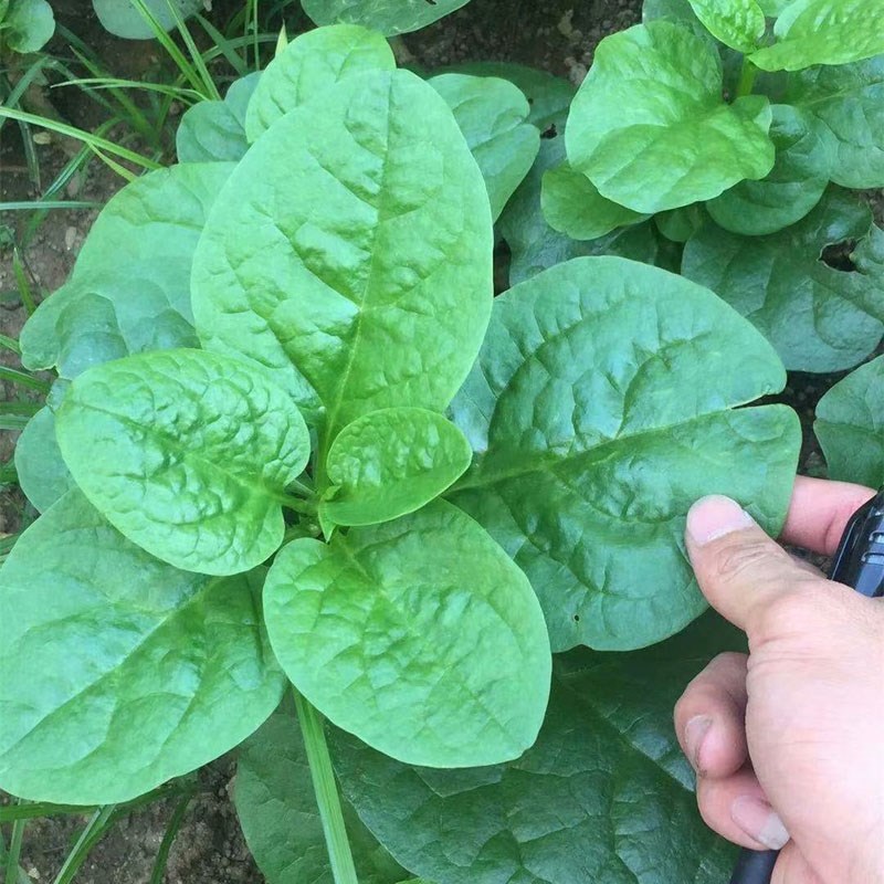 【青菜木耳】价格_品牌_推荐_怎么样-什么值得买