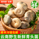 【现货】新鲜青头菌500g 云南特产当季食用菌野生蘑菇鲜菌菇包邮