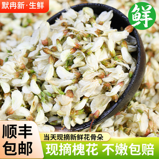 【现货】新鲜洋槐花500g 云南特产食用鲜花野生槐花当季时令蔬菜