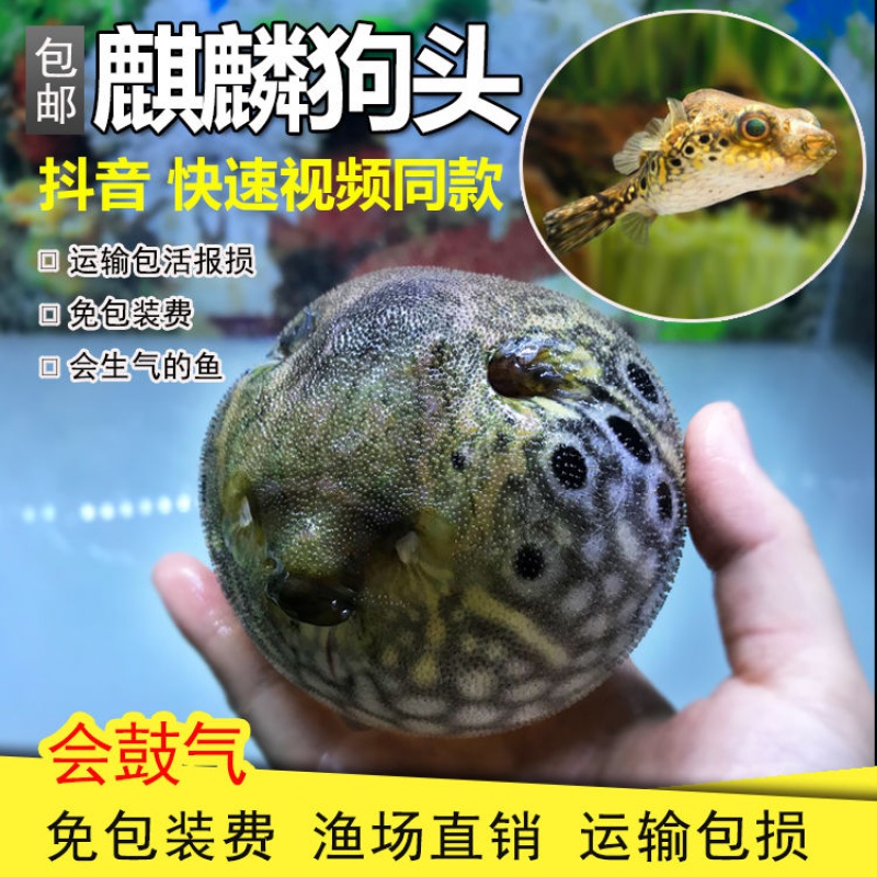 麒麟狗头鱼活体淡水凶猛狗头观赏鱼