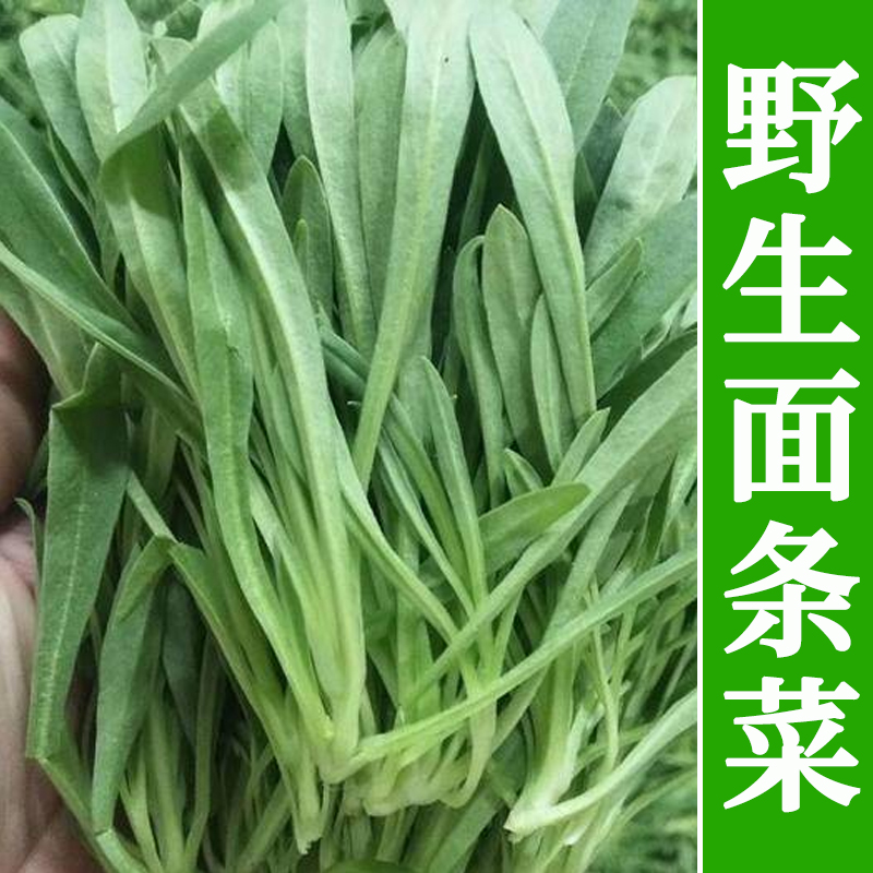 野生面条菜种籽大全秋冬季四季面条菜种孑特色菜籽种野菜蔬菜种子