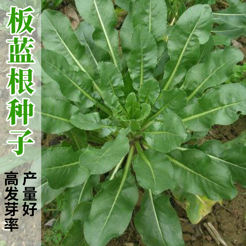 6大青叶板蓝根药用花卉绿植物名贵中草药材庭院盆栽野外生长种植苗