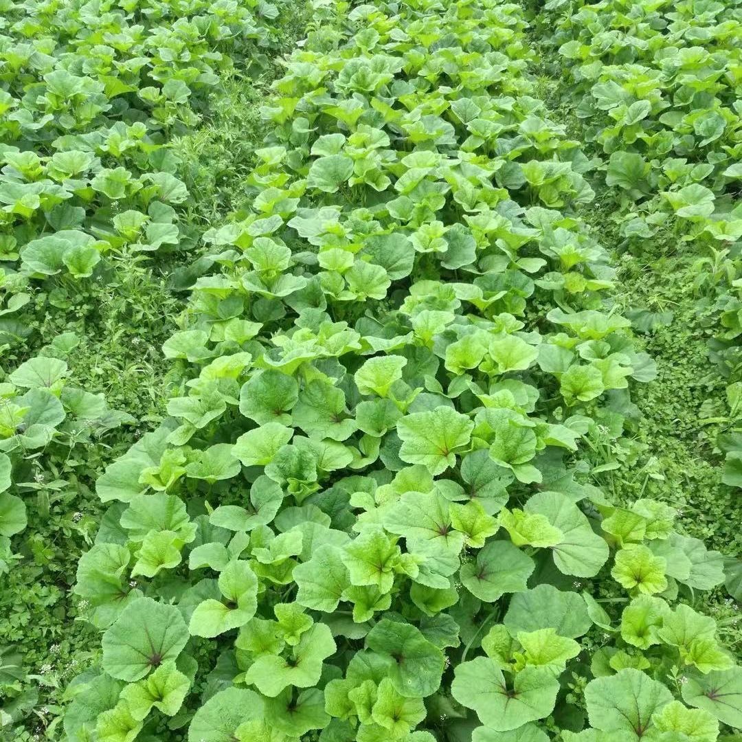 冬寒菜新鲜蔬菜现割马蹄菜叶子3斤四川农家自种东汉菜冬汗菜苋菜
