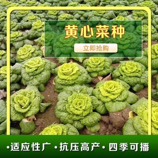 黄心乌菜种籽秋季耐寒黄心菜种子正宗黄心乌塌菜菊花心菜籽种