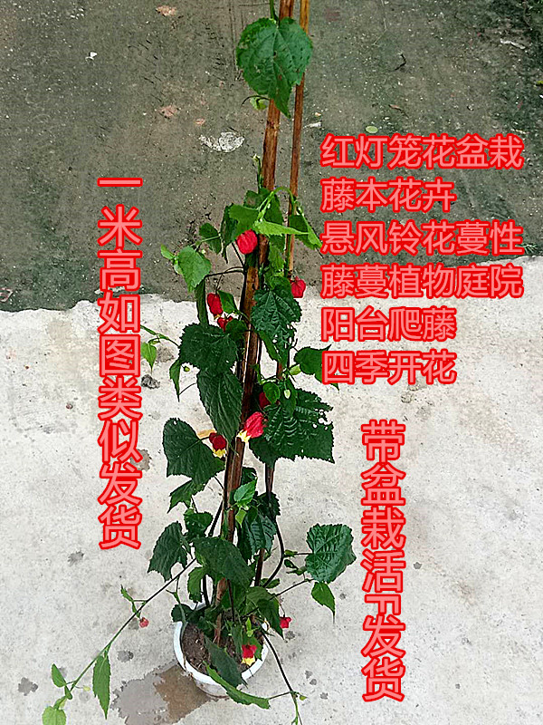 红灯笼花盆盆栽藤本花卉风铃花蔓藤蔓植物庭院花卉