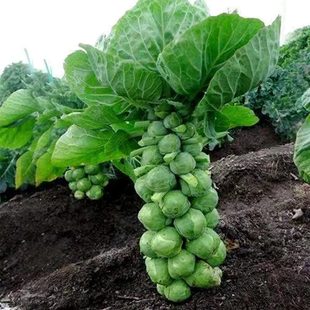 抱子甘蓝种子迷你小包菜种籽一年四季播盆栽蔬菜高产易种蔬菜种子