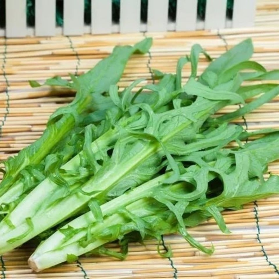 四季花芽甜麦菜种子苦麦菜苦麻菜青菜籽耐热耐寒大田
