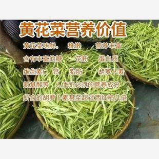 优质黄花菜种苗种植苗食用金针菜根苗四季可栽培易种根粗高产包活