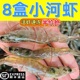 新鲜小河虾鲜活冷冻淡水虾当天捕捞青虾水产急冻草虾小虾非基围虾