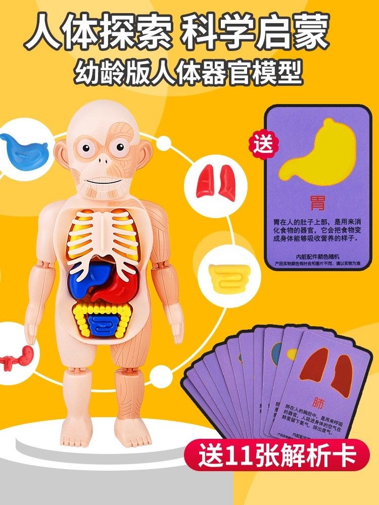 人体结构模型医学仿真内脏解剖器官3