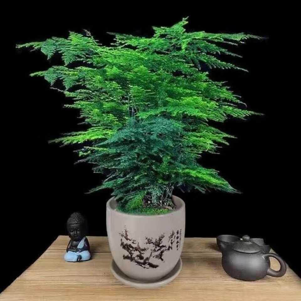 s大文竹a含盆家用室内客厅绿植花卉盆栽办公室桌面植物文松盆景