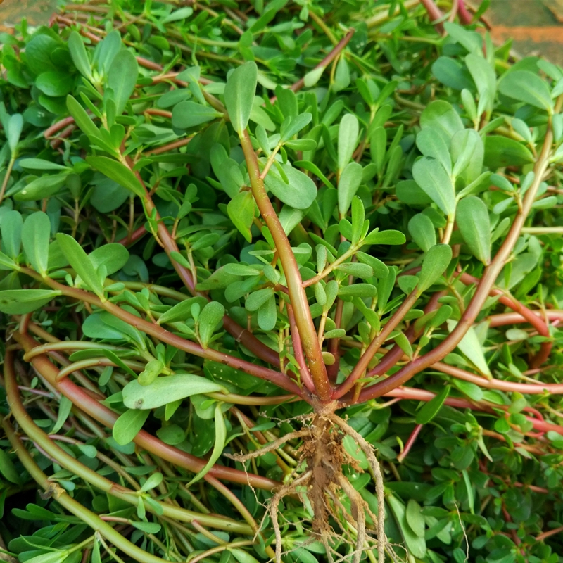 马齿苋菜新鲜包邮