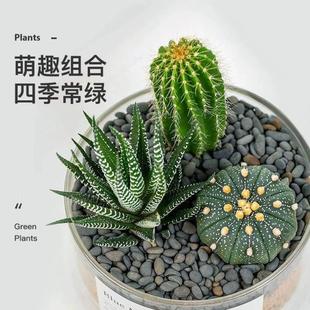 物办公创室仙人球#组合NXK意小绿花植卉多肉盆栽内桌面仙人掌花盆