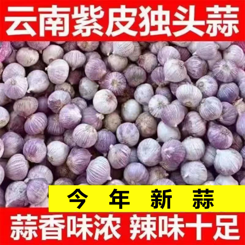 云南独头蒜3斤5斤紫皮大蒜干大蒜头