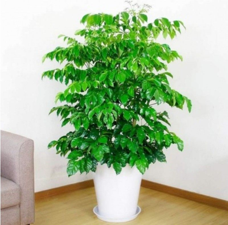 幸福树盆栽大型植物室内客厅办公室吸甲醛净化空t气绿植好养活盆