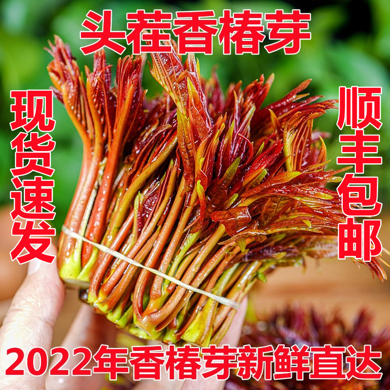 fresh Toon wild Marked Toon Open air greenhouse Vegetables wholesale Season Full containerin the Aquatic meat/Fresh fruits and vegetables/Cooked , Fresh vegetables/Vegetable products , Fresh vegetables , 香椿芽 category - from Buy2taobao.com to provide professional Taobao agent buy service
