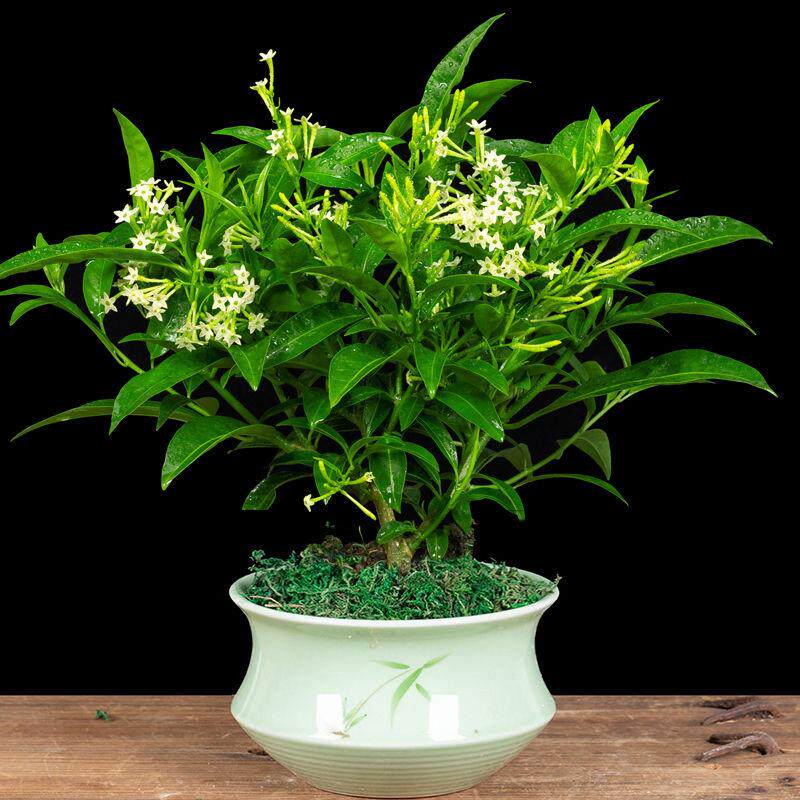 夜来香盆栽花香驱蚊四季青开花不断浓香花卉驱蚊植物花草净化空气