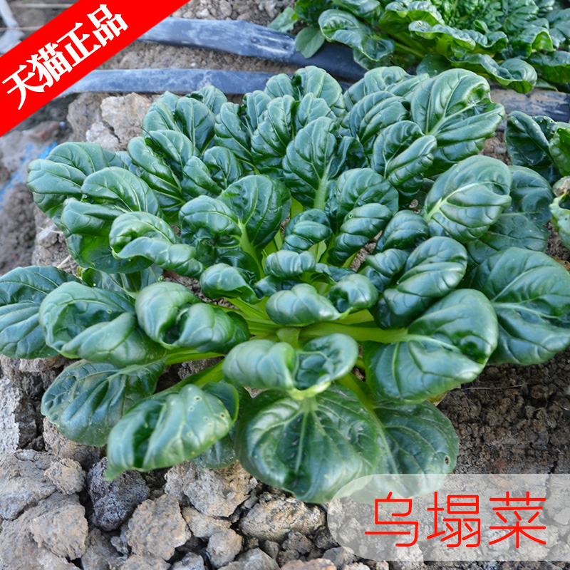 乌塌菜种子中八叶黑心乌小青菜籽冬季盆栽蔬菜种籽寒菜黑散叶白菜