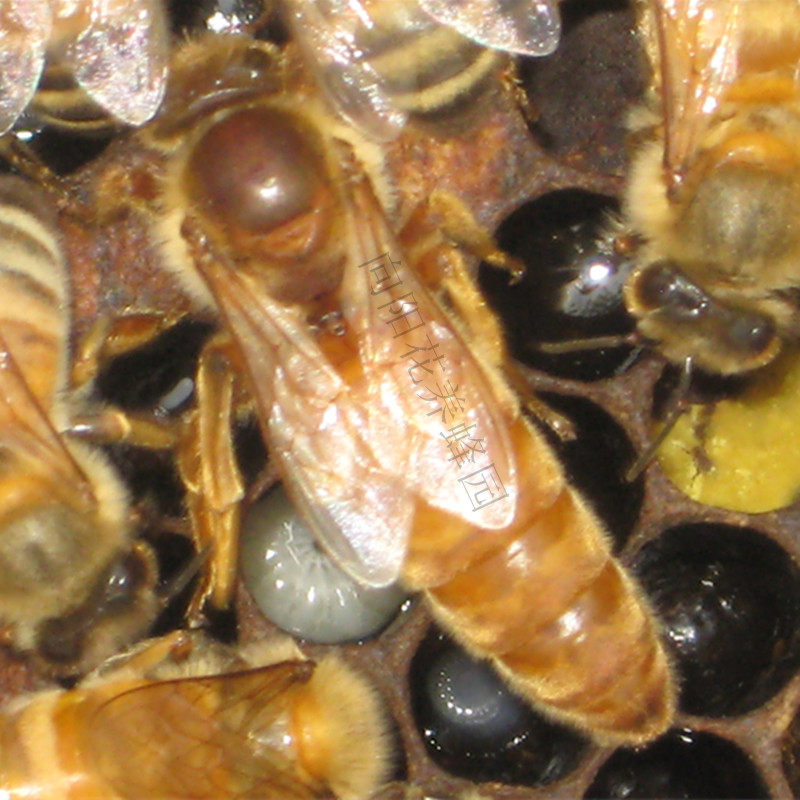 高产蜜型蜂王意蜂蜂王蜜s蜂蜂王种蜂王金喀蜂王蜜蜂群意蜂群出售