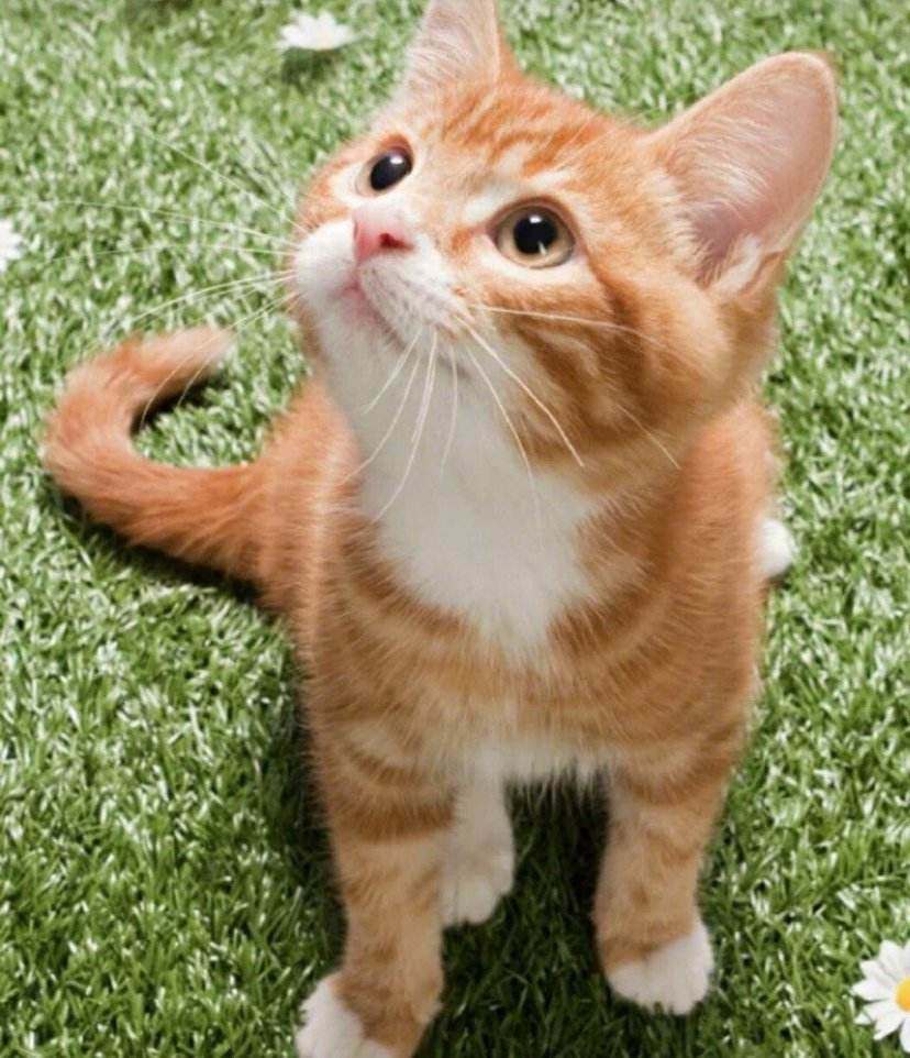 中华田园猫狸花j猫纯种橘猫蓝猫幼猫黑猫纯白猫家猫活体宠物狮子