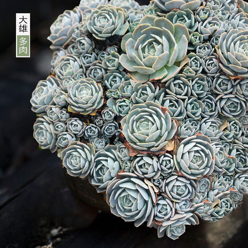 一物一拍鲁氏石莲安娜玫瑰老桩b肉肉大颗好养多肉植物绿植花卉