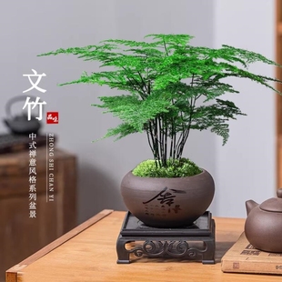 文竹盆栽植物室内客厅中式禅意盆景好养绿植办公室摆件高端花卉