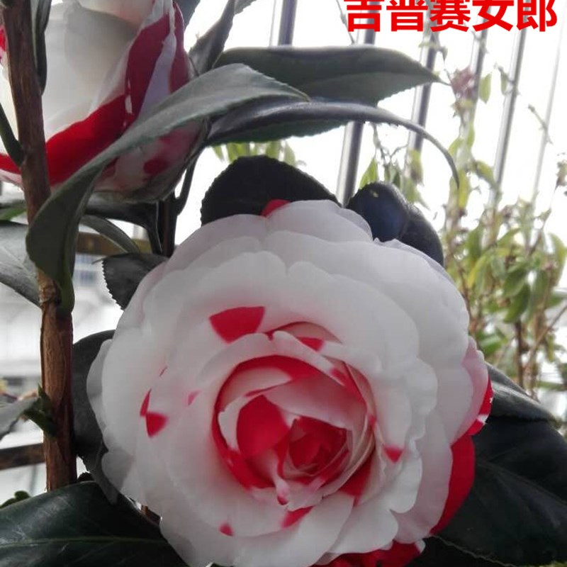 吉普赛女郎山茶花苗室外茶花k绿植