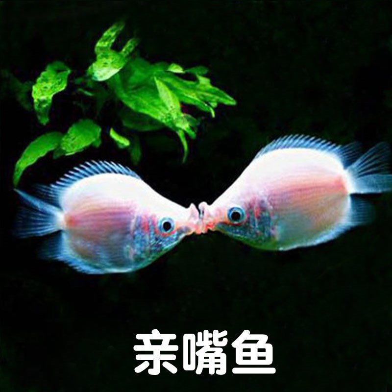 热销亲亲鱼_桃花鱼亲嘴鱼活鱼接吻鱼亲吻鱼吻嘴鱼亲亲鱼观赏鱼宠物鱼