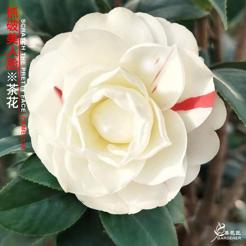 抓破美人脸茶花稀有名贵品种福建龙岩花卉盆栽树苗室内外花园植物