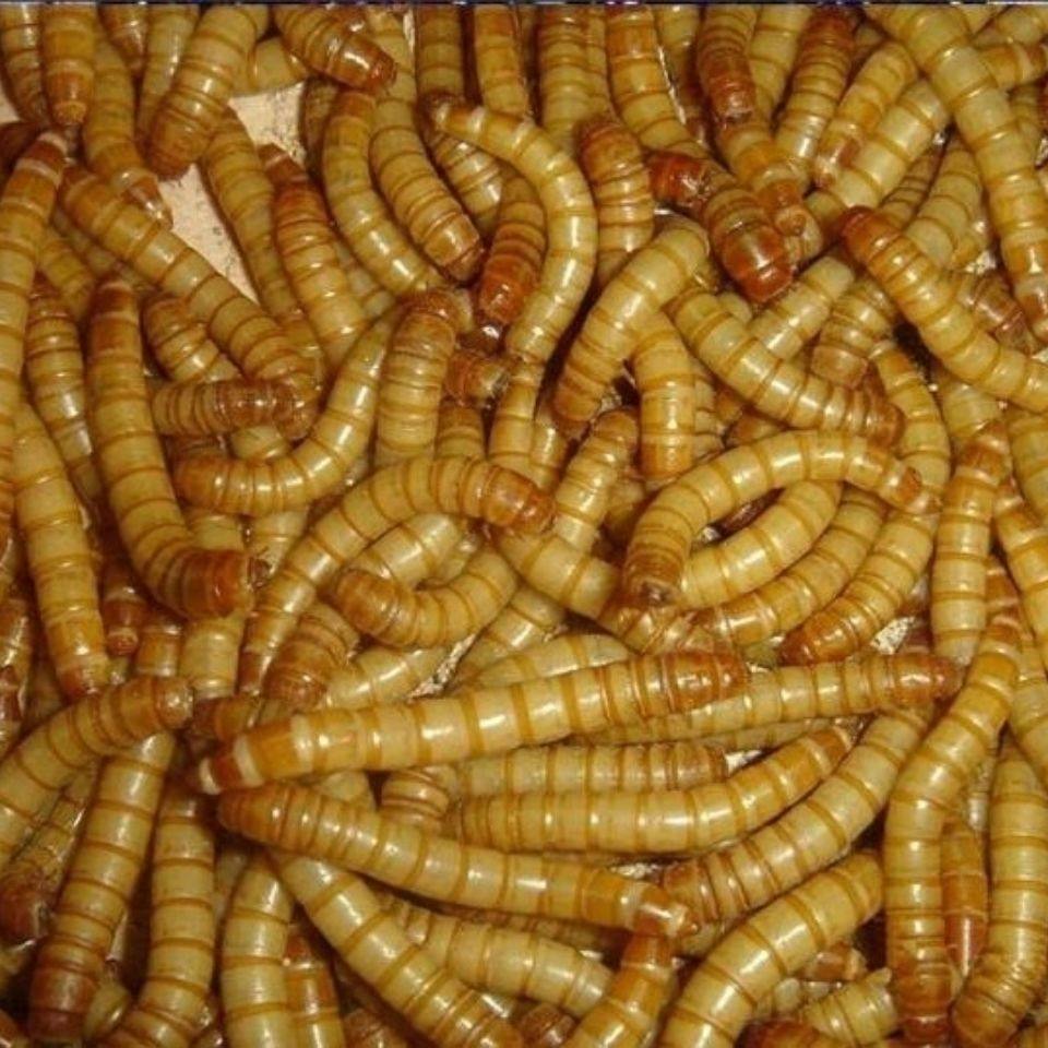 八金龙-特价促销-优惠券领取-价格|多少钱|什么牌子好-35优惠券网站