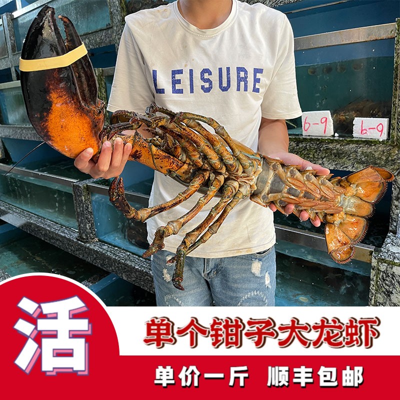 波士顿龙虾鲜活大龙虾特大15斤澳洲龙虾海鲜水产单钳子活龙虾包邮