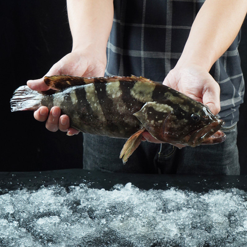 斑鱼_海魁牌东山岛海鲜龙胆石斑新鲜龙趸鱼鲜活水产斑鱼冷冻2-3条3斤