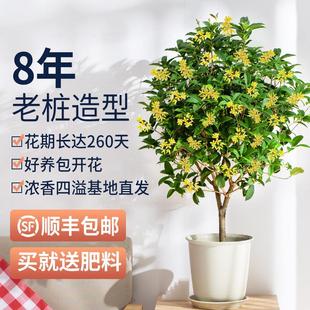 绿植客厅大颗好养树木盆栽桂花大厅花盆招财旺宅花卉植物室内易活