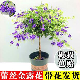 蕾丝金露花带花棒棒糖蓝精灵盆栽室内庭院四季开花巧克力花卉植物