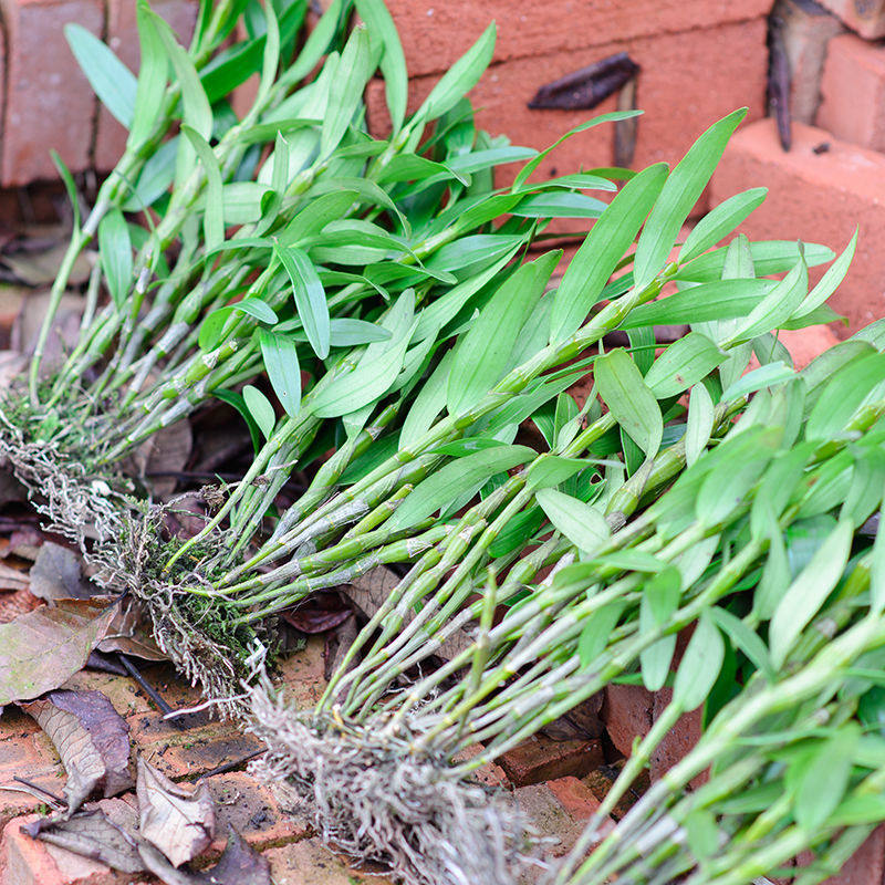 06香水石斛兰花澳洲特价清仓绿植花苗淘宝1元券券后价 ￥13.