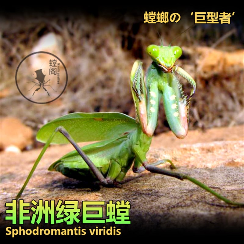 非洲绿巨螳_绿巨螳百科图片_饲养繁殖_雌雄鉴别_sbike