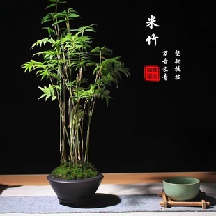 水培植物米竹盆栽室内带根水养凤尾富贵竹子客厅桌面好养绿植盆景