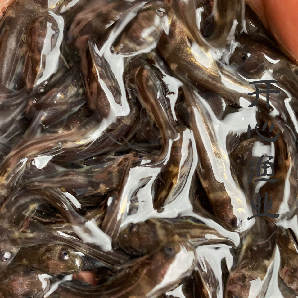 巧丫头-特价促销-优惠券领取-价格|多少钱|什么牌子好-35优惠券网站