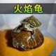 火焰龟深水龟鱼缸混养小乌龟活物稀有活体小宠物吃粪龟清洁龟冷水