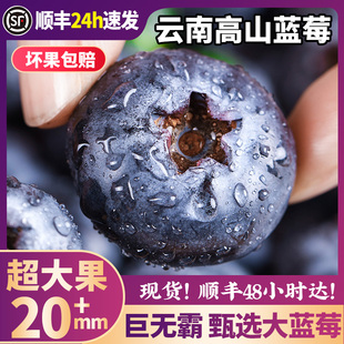 【4盒装】云南蓝莓鲜果高山特大新鲜水果礼盒当季整箱现摘一斤超