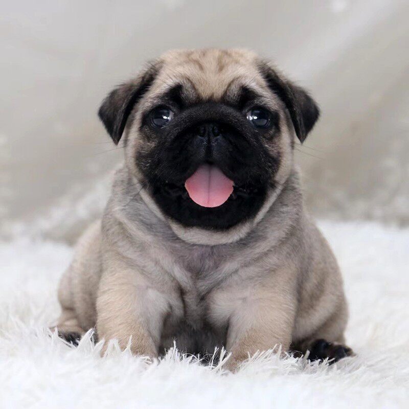 纯种小型短毛巴哥幼犬憨厚八哥犬可爱哈巴狗活体家养宠物狗狗