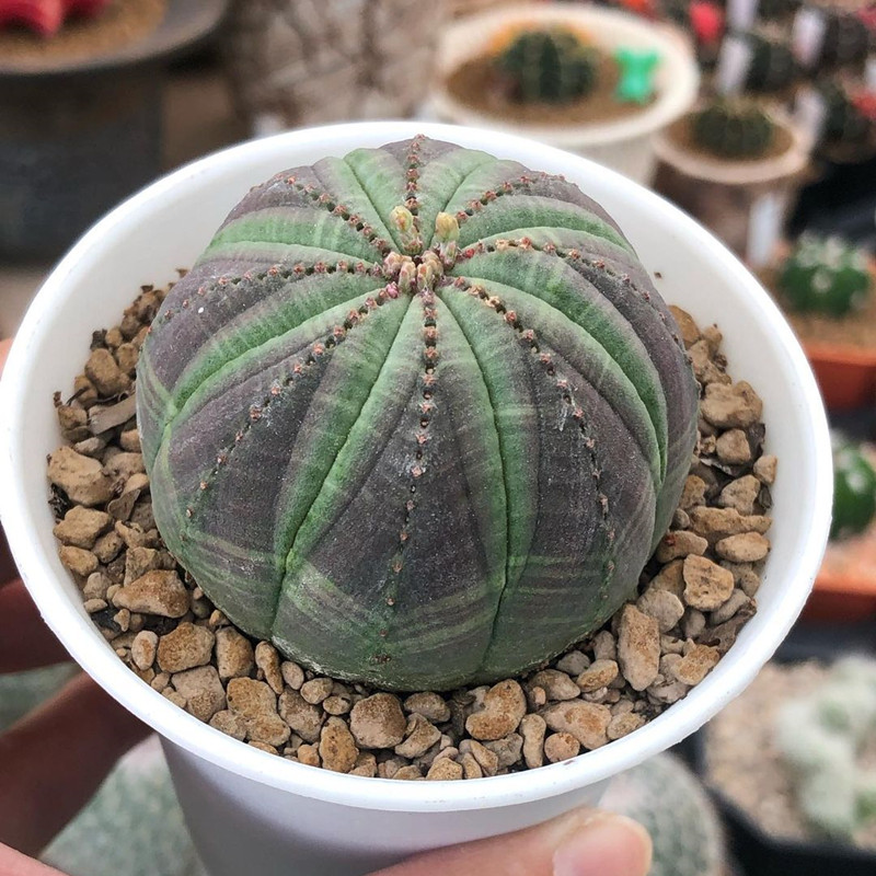 布纹球无刺开花创意桌面易养仙人球 券后18元包邮