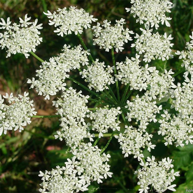 当年新白芷种子 芳香 苻蓠 杭白芷柱白芷川白芷籽泽芬白臣番白芷