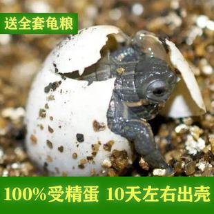 乌龟蛋可孵化套装草龟儿童宠物乌龟diy魔盒受精蛋探索生命