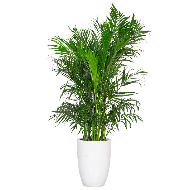 新品袖兮绘 富贵椰子盆栽子型室内植物散尾n葵客厅吸甲醛花珍椰大