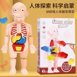 人体模型器官百科启蒙儿童玩具仿真解刨构造骨架内脏医学生物礼物