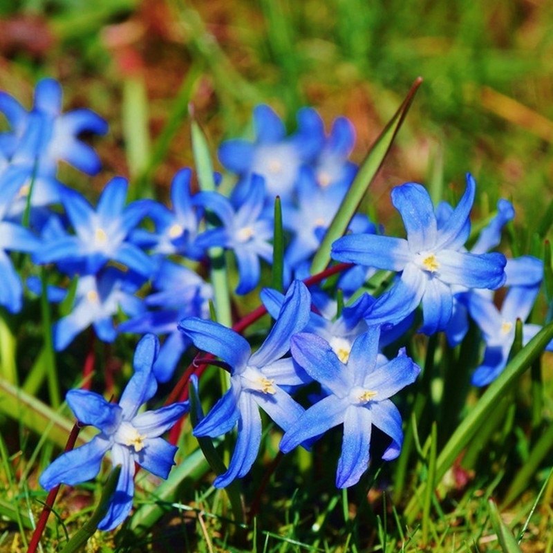 10颗蓝铃花2020年新品蓝钟花雪光花野风信子种球四季开花盆栽花卉